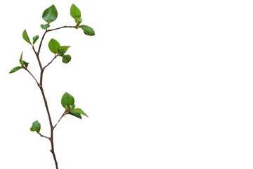 Green leaves on a stem, isolated on white background. transparent background