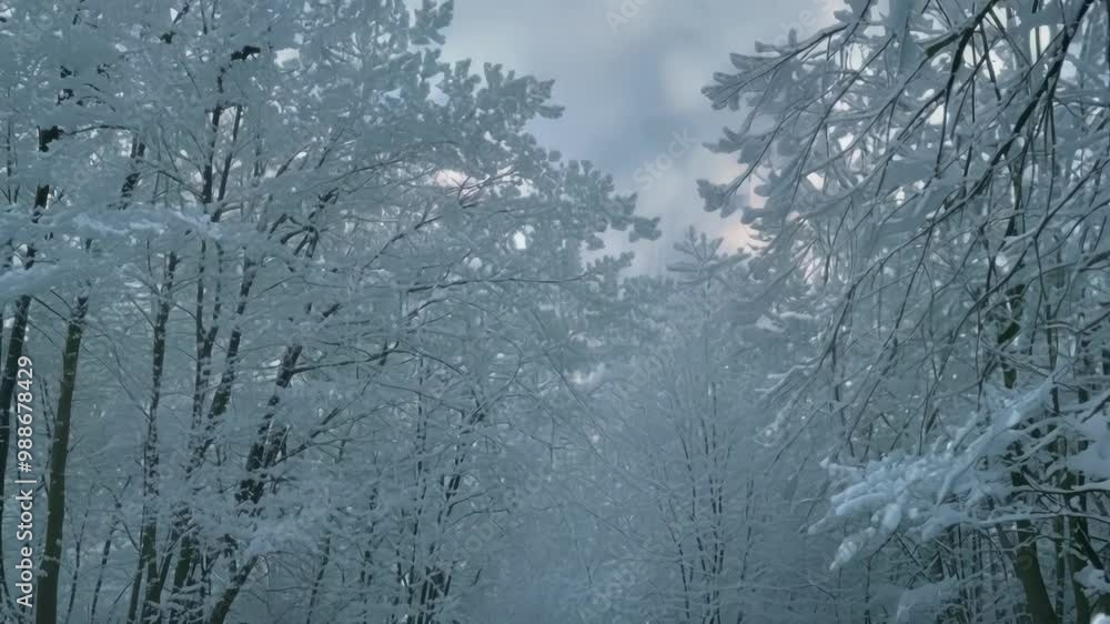 Aufkleber snow covered trees lining a path through the forest after a winter snowstorm. the cloudy sky and sno
