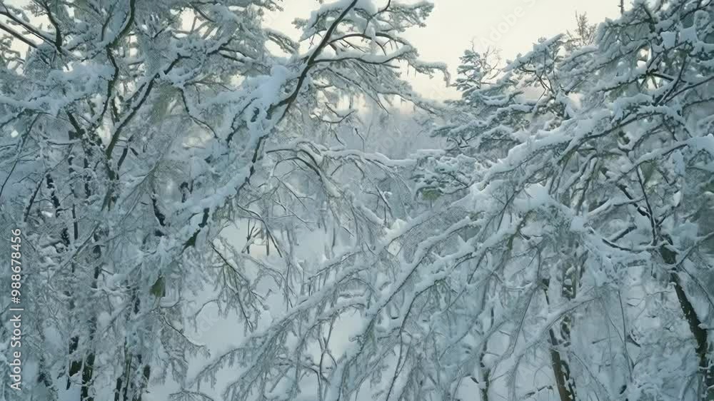 Poster snow blankets the forest, creating a magical winter wonderland with tall trees weighed down by heavy