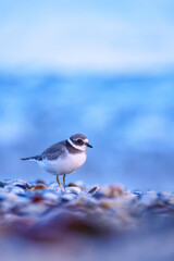 Ringed plover bird on a pebble beach with waves 