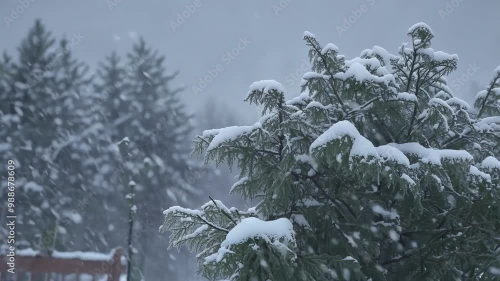 Poster Snow is accumulating on the branches of pine trees during a winter snowstorm, creating a serene and peaceful atmosphere