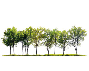 Obraz premium Various trees with lush green foliage on a white isolated background. transparent background