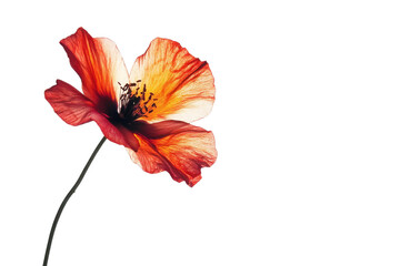 Vibrant hibiscus flower isolated white background artistic presentation. transparent background