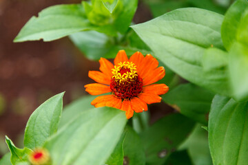 Zinnia haageana Regel flower at Le Jardin, lavender garden in Gramado, Serra Gaucha, Rio Grande do Sul, Brazil.