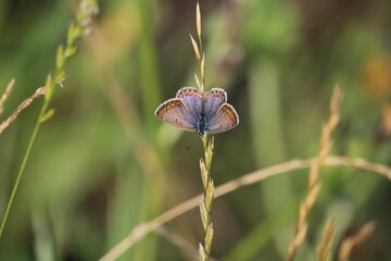 Femelle de l'azuré céleste