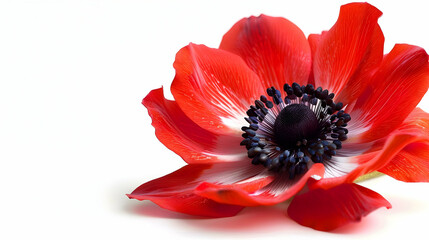 Red Anemone Flower Close Up Photography