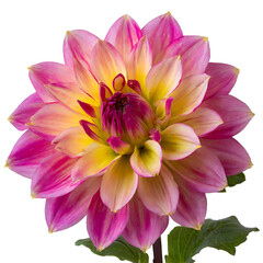 Obraz premium Vibrant Dahlia Flower with Layered Petals in Rich Shades of Pink and Red, Isolated on a Transparent Background, Showcasing Its Intricate Shape and Bold Colors, Ideal for Botanical and Floral Themes