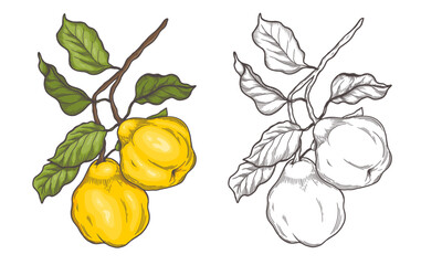 Quince sketch drawings. Quince engraving. Vector illustration isolated. A painted copy of the sketch. Line drawing