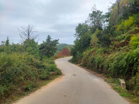 road in the woodsRoad in the middle of the woods in the forest of Tizeghben. Ouled Attia. Collo. Skikda. Algeria