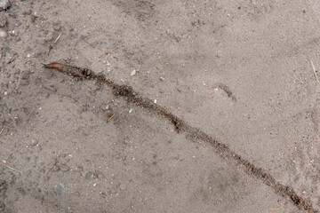 Red slug crawling across a sandy path, leaving a trail behind it