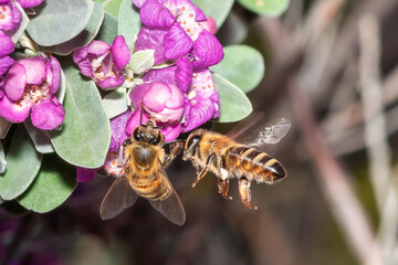 Two bees on a flower. Close up look.
