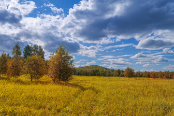 Fototapeta premium Bright Autumn landscape meadow and forest in the background against the backdrop of a beautiful blue sky and white clouds.