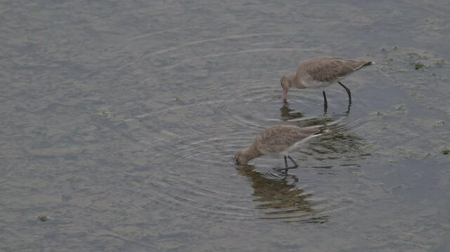 Black-tailed Godwit, Limosa limosa