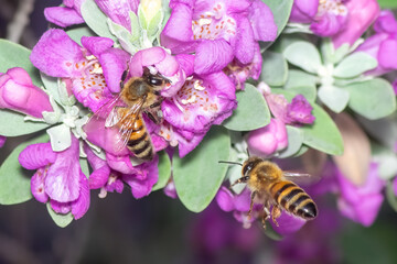 Macro photo of two bees on a pink flower.
