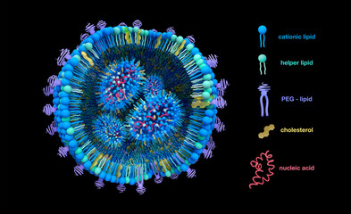 Lipid nanoparticle (LNP) structure illustration. Lipid nanoparticles (LNPs) are promising vehicles to deliver a variety of therapeutics. It is used in COVID-19 mRNA vaccines or cancer immunotherapy.