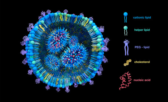 Lipid nanoparticle (LNP) structure illustration. Lipid nanoparticles (LNPs) are promising vehicles to deliver a variety of therapeutics. It is used in COVID-19 mRNA vaccines or cancer immunotherapy.