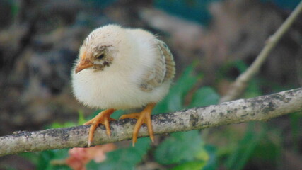 Un poussin posé sur une branche © Patrick
