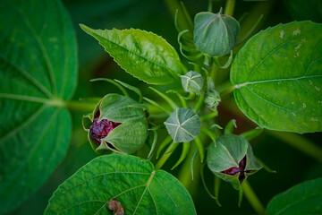 close up of leaves © Karol