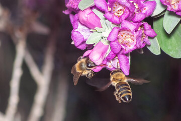 Two bees on a flower. Macro photography.
