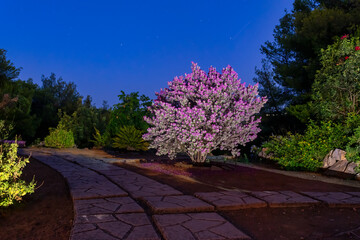 Pink flower at a garden during blue hour.
