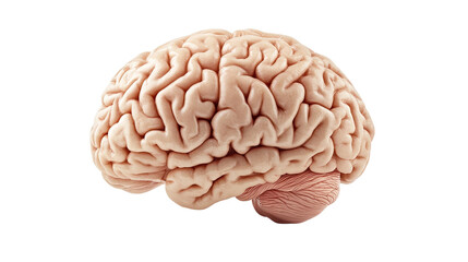 Isolated 3D illustration of a human brain on a white background, showcasing the anatomy and complexity of the organ related to intelligence and thought