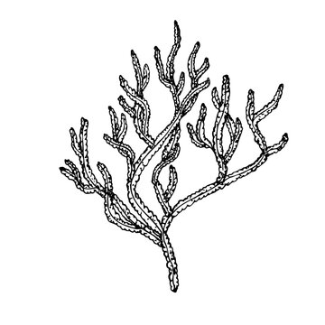 recommend clip art: Vector coral. Hand painted line reef sketch. Graphic tropical clip art isolated on background. Underwater illustration. For designers, invitations, decoration