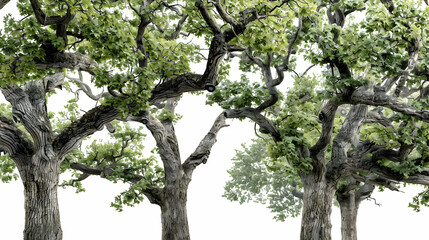 Majestic Old Trees with Lush Green Foliage Nature Photography