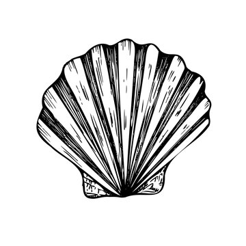 recommend clip art: Vector beautiful shell. Hand painted line seashell. Graphic clip art isolated on background. Underwater illustration. For designers, invitations, decoratio