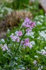 Close-up of pink and purple flowers in a garden