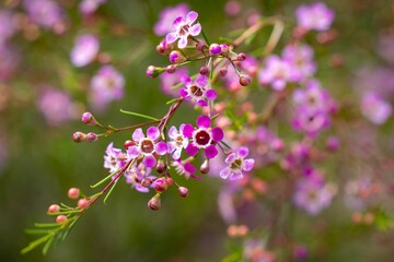 Delicate pink and purple flowers in spring.