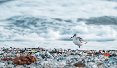 Sanderling bird on a pebble beach 