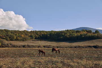 Two majestic horses grazing peacefully in a serene meadow with a towering mountain backdrop, in a breathtaking countryside landscape