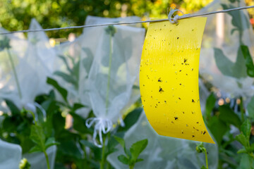 Dahlia flowerbed with organza bags and yellow sticky traps set up as protection against insect...