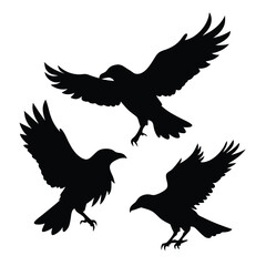 black silhouette of three crows. The crows are facing each other and appear to be in mid-flight. vector silhouette,