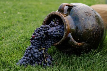 Rustic ceramic jug spilling ripe dark purple grapes onto grass