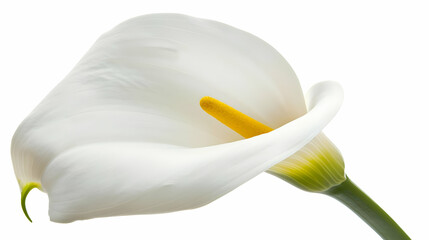White Calla Lily Flower Close Up Photography