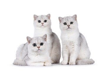 Row of 3 shaded British Shorthair cat kittensm sitting and laying together side by side. All looking towards camera. Isolated on a white background.