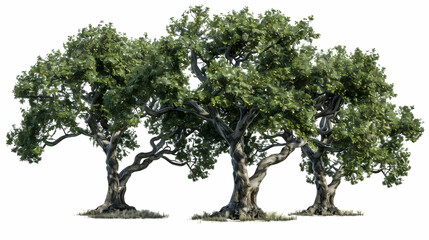 Majestic Trio: Three Ancient Trees with Lush Foliage