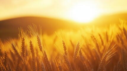 Fototapeta premium golden wheat field sunset closeup of ripe wheat ears backlit by a warm golden sunset rolling hills in soft focus background create a serene rural landscape