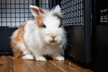 A fluffy rabbit resting comfortably in a cozy indoor enclosure on a wooden floor