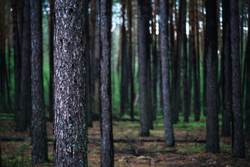 Naklejka premium Dark pine forest