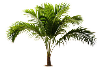 Fototapeta premium A tropical palm tree with a slender trunk and spread-out leaves, isolated and sharply contrasted on a white background