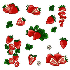 Set of whole, halved, sliced fresh strawberries, leaves and flowers - hand drawn vector illustration on white background. Bright juicy ripe citrus fruits collection
