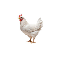 white chicken ,isolated on white background , transparent png image