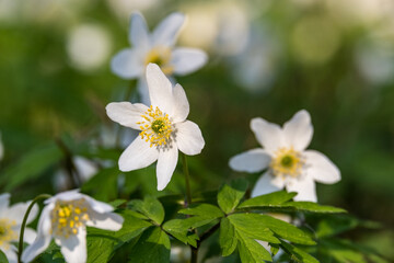 Anemones in Białowieza Forest in Poland.