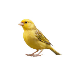 bird ,isolated on white background , transparent png image