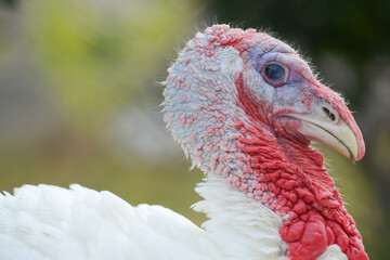 Turkeys. Portrait of a turkey. White domestic turkey birds. 