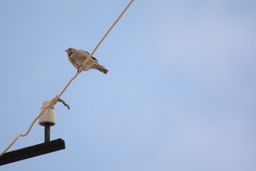 Sparrow. Sparrows on an electric wire. Wild birds wall art, print set. Nice birds