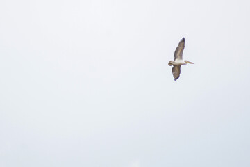 Pelican in the sky. Flying pelican. Wild bird pelican wall art, print set. Animals in the wild
