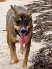Un jeune chien marche sur la plage,